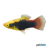 Sunset Tuxedo Platy (Xiphophorus maculatus var.)