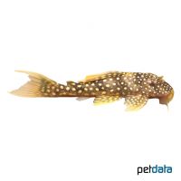 Sunshine Pleco (Scobinancistrus aureatus)