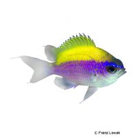 Sunshinefish (Chromis insolata)