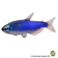 Super Blue Purple Emperor Tetra (Inpaichthys kerri 'Super Blue')