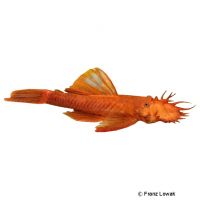 Super Red Bristlenose Catfish (Ancistrus cf. cirrhosus 'Super Red')