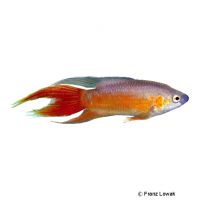 Super Red Paradise Fish (Macropodus opercularis 'Super Red')