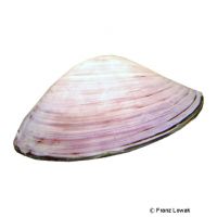 Swan Mussel Pink (Anodonta cygnea 'Pink')