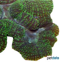 Symphyllia Brain Coral (LPS) (Symphyllia sp.)