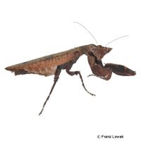 Tanzanian Boxer Mantis (Otomantis sp.)