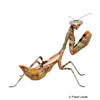 Tanzanian Budwing Mantis (Parasphendale agrionina)