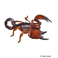 Tanzanian Red Clawed Scorpion (Pandinoides cavimanus)