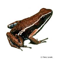 Tarapoto Poison Frog (Ameerega altamazonica)