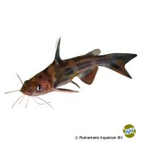 Tawny Dragon Catfish (Tachysurus fulvidraco)