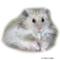 Teddy Bear Hamster (Mesocricetus auratus 'Teddy')