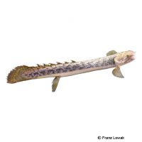 Teugelsi Bichir (Polypterus teugelsi)