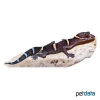 Texas Banded Gecko ♀ (Coleonyx brevis)