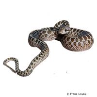 Texas Glossy Snake (Arizona elegans)