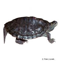Texas Map Turtle (Graptemys versa)
