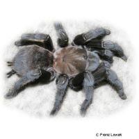 Texas Tan Tarantula (Aphonopelma anax)