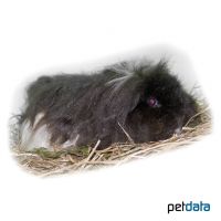 Texel Guinea Pig (Cavia porcellus 'Texel')