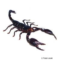 Thai Giant Scorpion (Heterometrus laoticus)