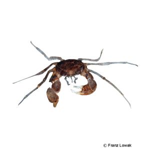 Thai Micro Crab (Limnopilos naiyanetri) - Pet Wiki