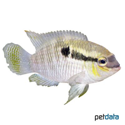 Thayer's Laetacara (Laetacara thayeri) Pet Wiki
