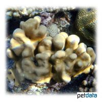 Thick Finger Coral (SPS) (Porites evermanni)