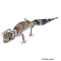 Thick-tailed Gecko (Underwoodisaurus milii)