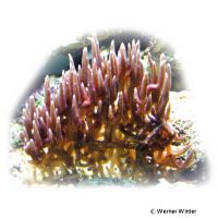 Thin Birdsnest Coral (SPS) (Seriatopora hystrix)