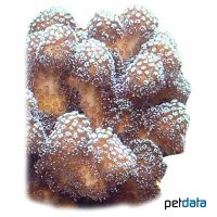 Thin Finger Coral (SPS) (Porites divaricata)