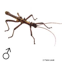 Thorny Stick Insect (Aretaon asperrimus)