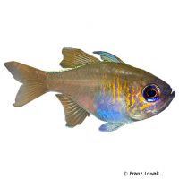 Threadfin Cardinalfish (Zoramia leptacantha)