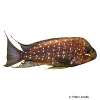 Threadfin Cichlid (Petrochromis trewavasae)
