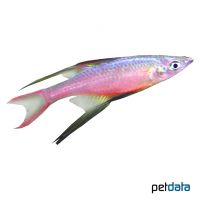 Threadfin Rainbowfish (Iriatherina werneri)