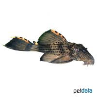 Three Beacon Pleco (Leporacanthicus triactis)