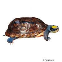 Three-banded Box Turtle (Cuora trifasciata)