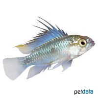 Three-stripe Dwarf Cichlid (Apistogramma trifasciata)