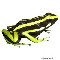 Three-striped Poison Frog (Ameerega trivittata)