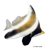 Threeband Pennantfish (Heniochus chrysostomus)
