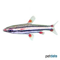 Threestripe Pencilfish (Nannostomus trifasciatus)