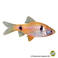 Ticto Barb (Pethia ticto)