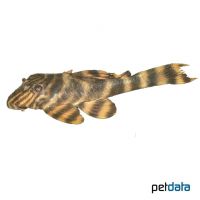Tiger 'peckoltia' L2 (Panaqolus sp. 'L002')