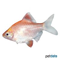 Tiger Barb Orange (Puntigrus anchisporus 'Orange')