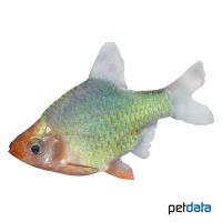 Tiger Barb Platinum Green (Puntigrus anchisporus 'Platinum Green')