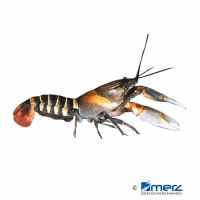 Tiger Crayfish (Cherax peknyi)