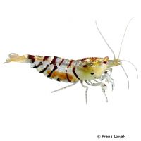 Tiger Shrimp (Caridina mariae)