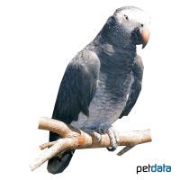 Timneh Parrot (Psittacus erithacus timneh)
