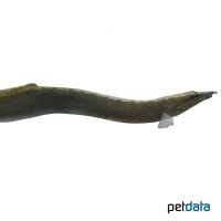 Tire Track Eel (Mastacembelus armatus)