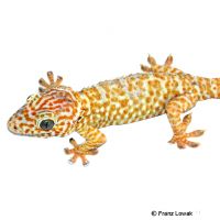 Tokay Gecko-Albino (Gekko gecko)