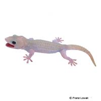 Tokay Gecko-Axanthic Patternless (Gekko gecko)