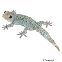Tokay Gecko-Blue Berry (Gekko gecko)