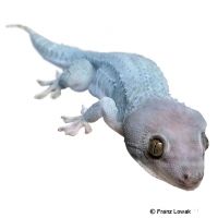 Tokay Gecko-Blue Ghost (Gekko gecko)