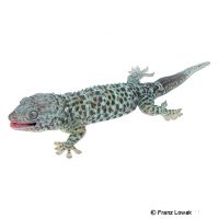 Tokay Gecko-Blue Granite (Gekko gecko)